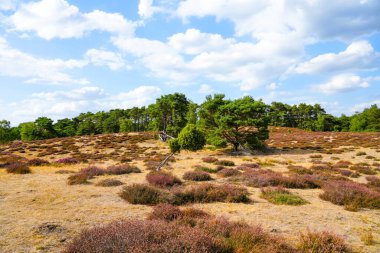 Westruper Heide 'da doğa. Haltern am doğa koruma alanındaki fundalık bitki ve ağaçlarla manzara.