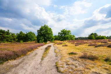 Westruper Heide 'da doğa. Haltern am doğa koruma alanındaki fundalık bitki ve ağaçlarla manzara.