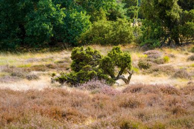 Westruper Heide 'da doğa. Haltern am doğa koruma alanındaki fundalık bitki ve ağaçlarla manzara.