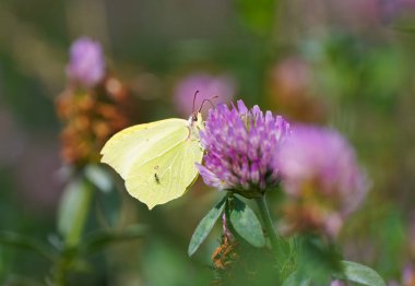 Pembe yonca çiçeğinin üzerindeki Kükürt Kelebeği. Doğal ortamda yakın plan kelebek. Böcek bir çiçekte nektar toplar. Gonepteryx rhamni.