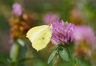Pembe yonca çiçeğinin üzerindeki Kükürt Kelebeği. Doğal ortamda yakın plan kelebek. Böcek bir çiçekte nektar toplar. Gonepteryx rhamni.