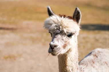 Portrait of an alpaca with a light colored fur. Animal close-up. Vicugna pacos.