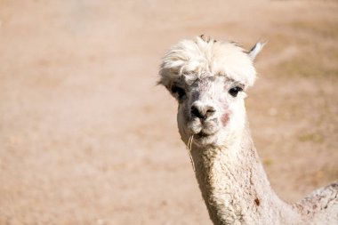 Portrait of an alpaca with a light colored fur. Animal close-up. Vicugna pacos.