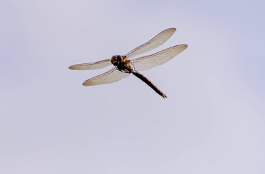 Ruddy darter in flight. Flying insect. Sympetrum sanguineum. Dragonfly.