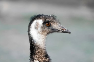 Side close-up portrait of an emu. Large flightless bird. Dromaius.