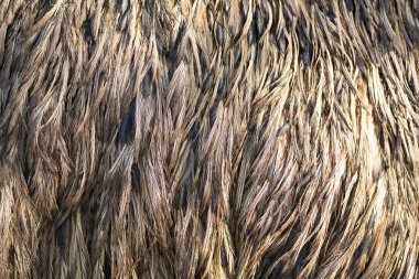 Plumage of the emu. Bird feathers close-up. Feathers background.