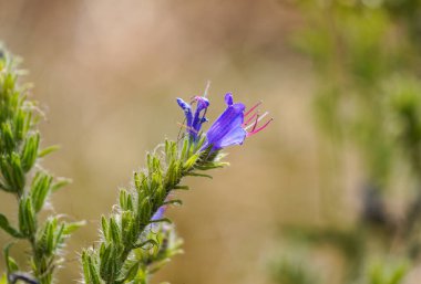 Flower of the Viper Bugloss, Echium vulgare. Flowering plant close-up.