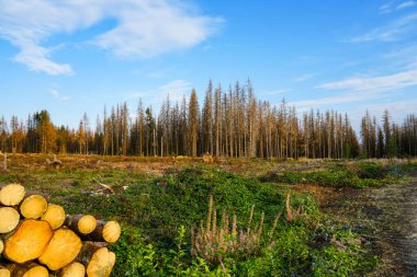 Landscape in the Harz. Forest with dried up trees. Consequences of climate change. Dryness.
