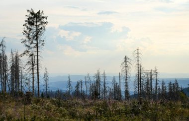 Bare landscape near Clausthal-Zellerfeld. View of nature with the consequences of climate change and deer drought.