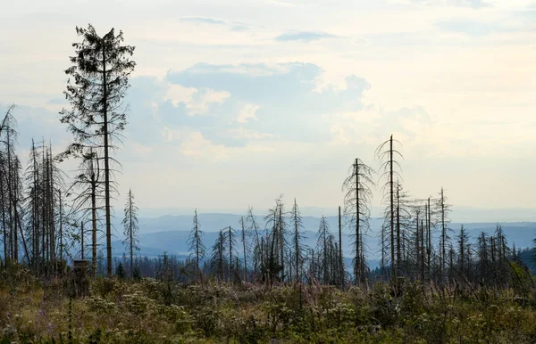 Bare landscape near Clausthal-Zellerfeld. View of nature with the consequences of climate change and deer drought.