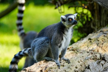 Portrait of a ring-tailed lemur. Lemur primate species. Lemur catta.