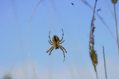 Garden spider hanging in the spider web. Cross spider close-up. Araneus diadematus.
