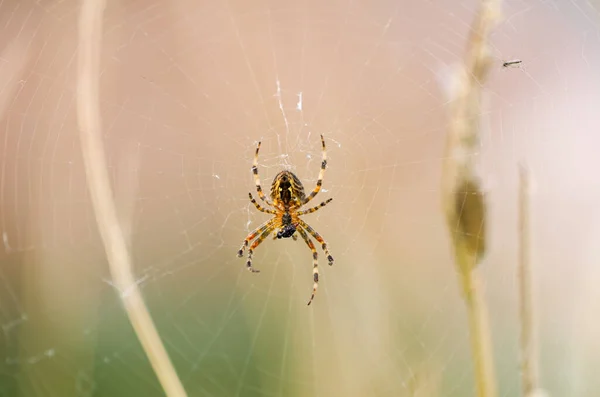 Garden spider hanging in the spider web. Cross spider close-up. Araneus diadematus.