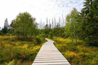 Landscape at the Torfhausmoor in the Harz National Park. Nature at the rain bog near Torfhaus.