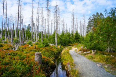 Landscape at the Torfhausmoor in the Harz National Park. Nature at the rain bog near Torfhaus.