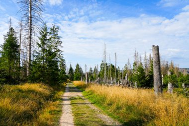 Landscape near Oker. Path through nature.