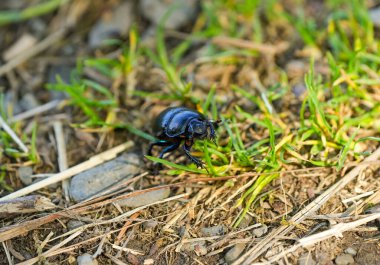Dung beetle in natural environment.