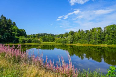 Mittlerer Zechenteich near Clausthal-Zellerfeld. Landscape at the lake in the Harz mountains. Green nature by the water. Old colliery pond in the Harz National Park.