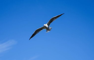 Flying seagull at the Steinhuder Meer. Water bird. Larinae.