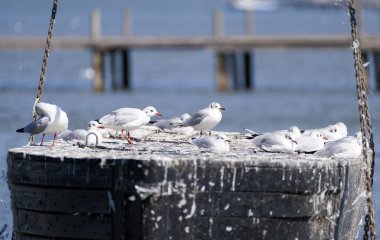 Seagulls at the Steinhuder Meer near Hanover.