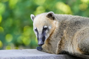 Portrait of a coati against a green background. Nasua.