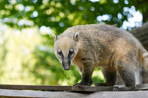 Portrait of a coati against a green background. Nasua.
