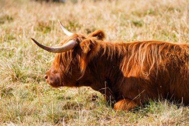 Cattle with long brown fur on a pasture near Clausthal-Zellerfeld.