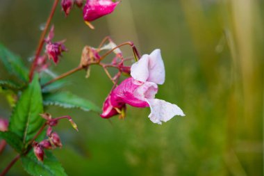 Blossom of balsam. Flowering plant close-up. Impatiens.