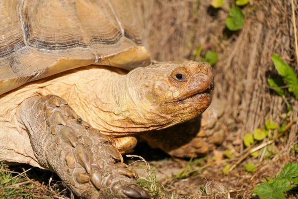 stock image Portrait of a Spurred Tortoise. Animal close-up.