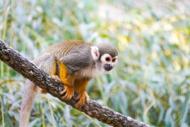 Bir sincap maymun portresi.