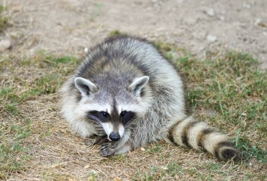 Raccoon is sitting on the ground. Procyon lotor.