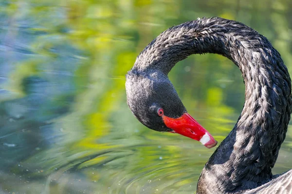 Portrait Black Swan Bird Black Plumage Cygnus Atratus Waterbird — Fotografia de Stock
