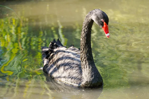 Portrait Black Swan Bird Black Plumage Cygnus Atratus Waterbird — Fotografia de Stock