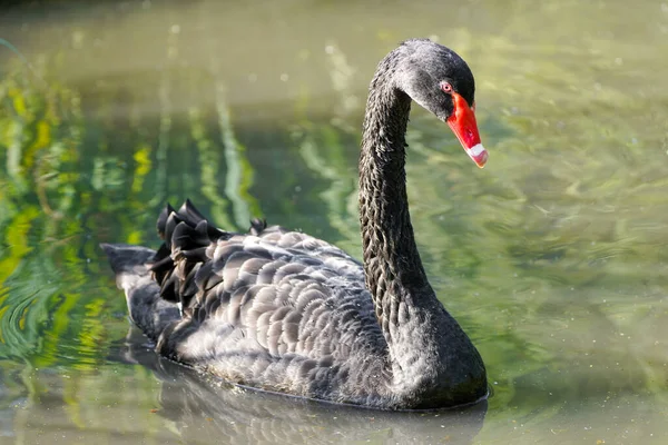 Portrait Black Swan Bird Black Plumage Cygnus Atratus Waterbird — Stockfoto