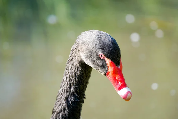 Portrait Black Swan Bird Black Plumage Cygnus Atratus Waterbird — Stockfoto