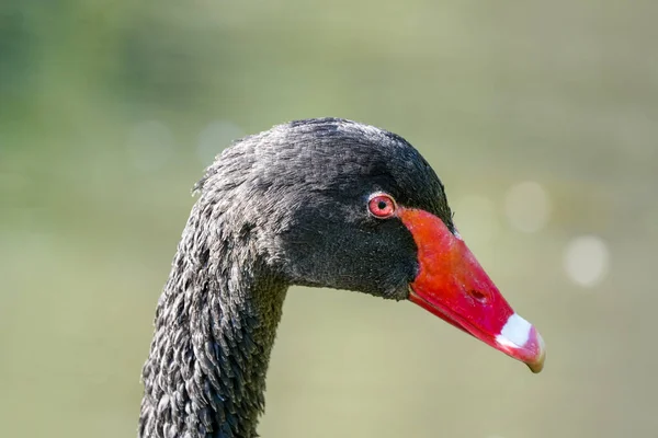 Retrato Cisne Negro Pássaro Com Plumagem Preta Cygnus Atratus Aves — Fotografia de Stock