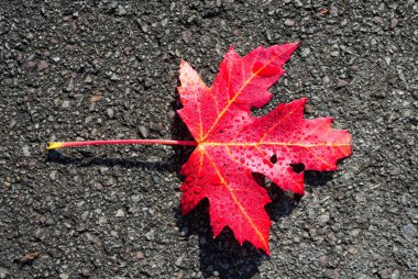 Red maple leaf on dark asphalt surface. Foliage in autumn.