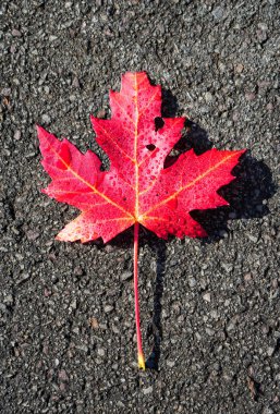 Red maple leaf on dark asphalt surface. Foliage in autumn.