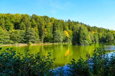 Willingen yakınlarındaki bir gölette yeşil doğa. Sauerland çevresindeki manzaralı göl manzarası.