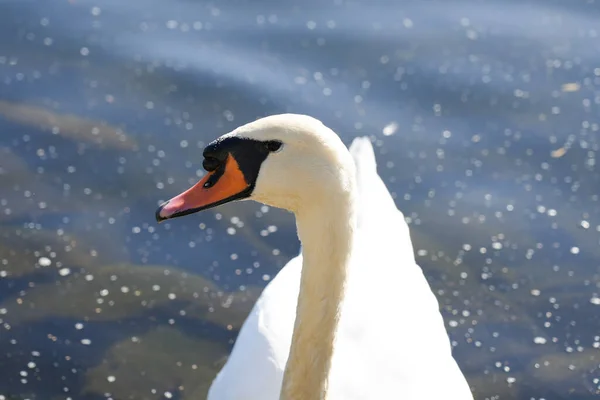 Beyaz Bir Kuğunun Portresi Kuşu Yakın Plan — Stok fotoğraf