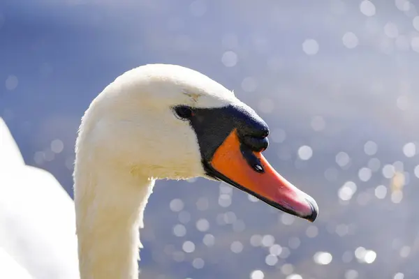 Retrato Cisne Branco Aves Aquáticas Close — Fotografia de Stock