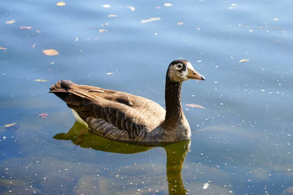 Braune Wildgans Schwimmt Auf Dem See Porträt Des Wasservogels — Stockfoto