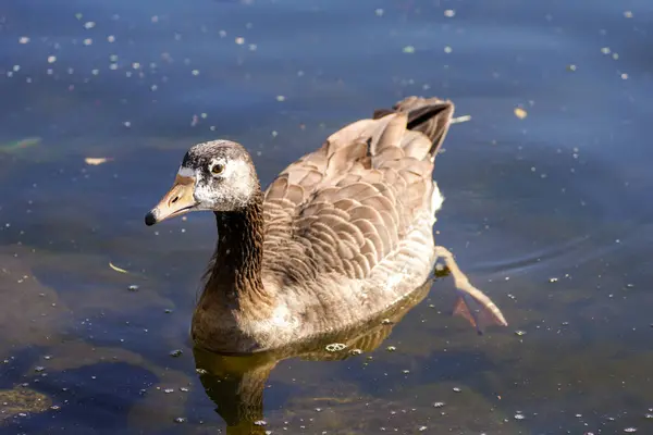 Braune Wildgans Schwimmt Auf Dem See Porträt Des Wasservogels — Stockfoto