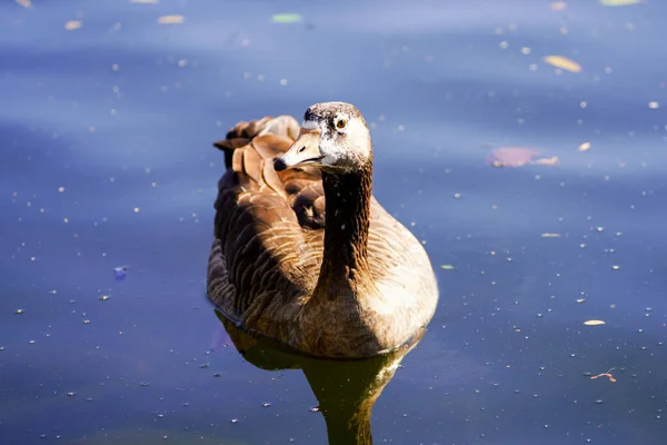 Ganso Selvagem Marrom Nada Lago Retrato Pássaro Aquático — Fotografia de Stock