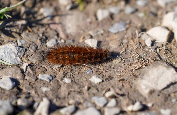 stock image Ruby tiger caterpillar. Insect close-up in natural environment. Phragmatobia fuliginosa.