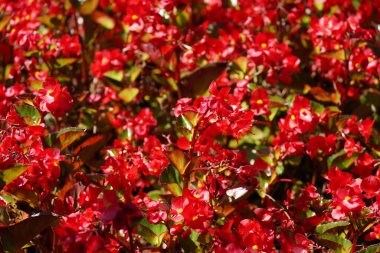 Red flowering begonia. Close-up of the flowers.