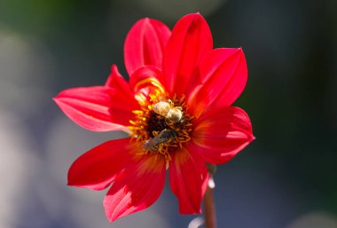 Bee collects nectar on a red dahlia flower.