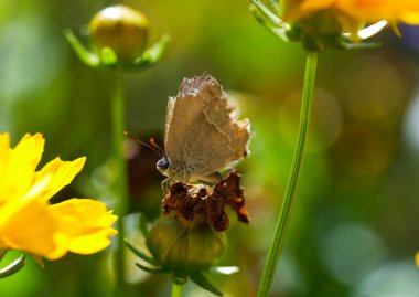 Purple hairstreak in natural environment. Insect close-up. Favonius quercus. Butterfly on a flower.