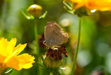 Purple hairstreak in natural environment. Insect close-up. Favonius quercus. Butterfly on a flower.