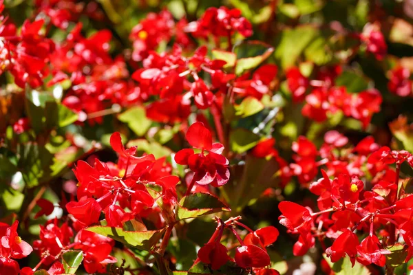 Red Flowering Begonia Close Flowers — Stockfoto